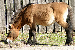 258px-Przewalskis-horse-036437.jpg